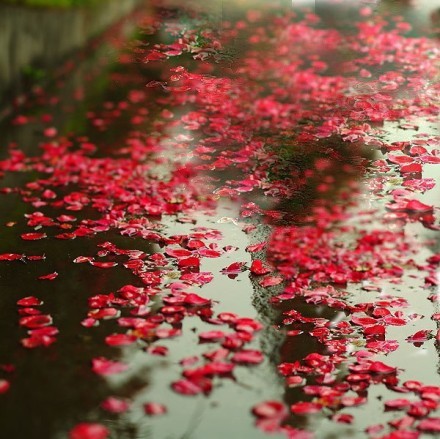 花自飘零水自流,一种相思,两处闲愁