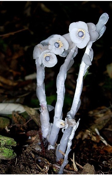 水晶兰 别称:梦兰花,水兰草 拉丁名:monotropa uniflora l 科属