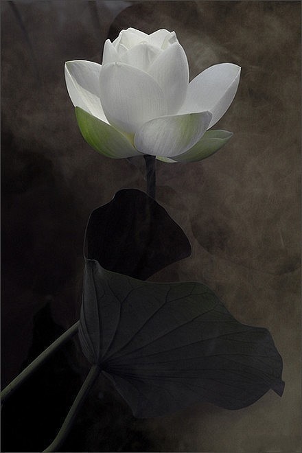 花开生两面,人生佛魔间. - 堆糖,美图壁纸兴趣社区