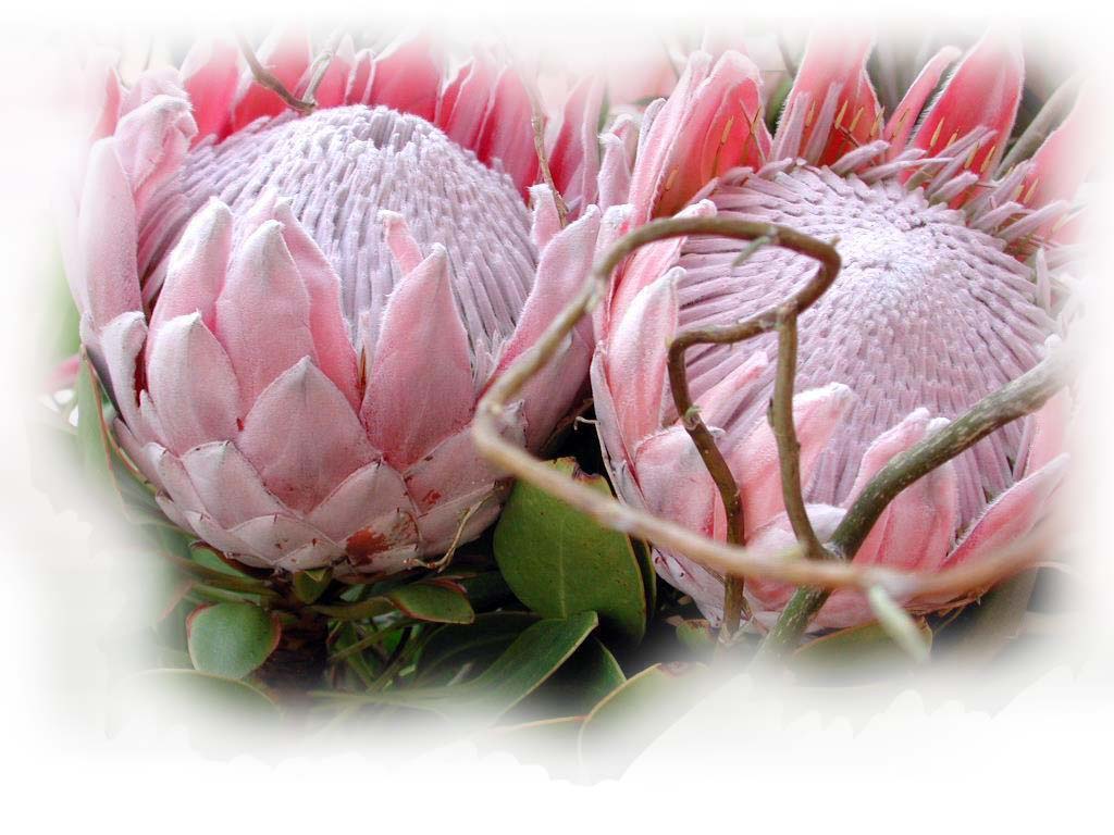 也是全世界被誉为最富贵华丽的鲜切花,在南非帝王花更被敬为国花