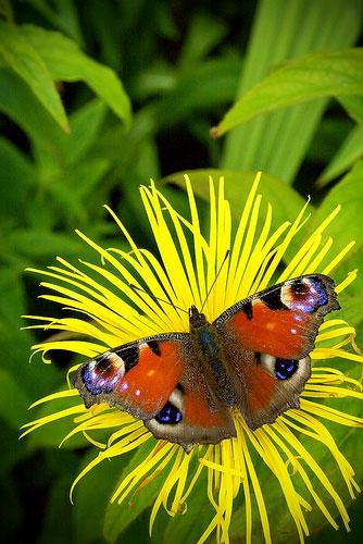排行榜 世界最美艳的蝴蝶照片排行榜