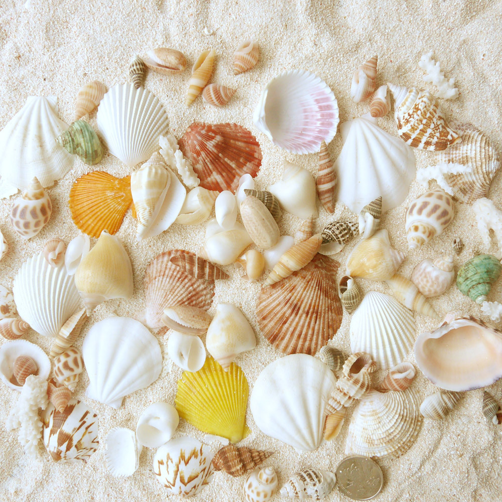 地中海家居装饰必备 婚礼布置 贝壳海螺珊瑚共120颗