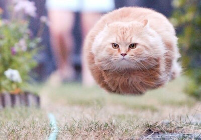 宠物摄影 可爱猫猫