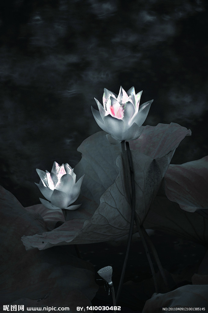 爱上莲花开