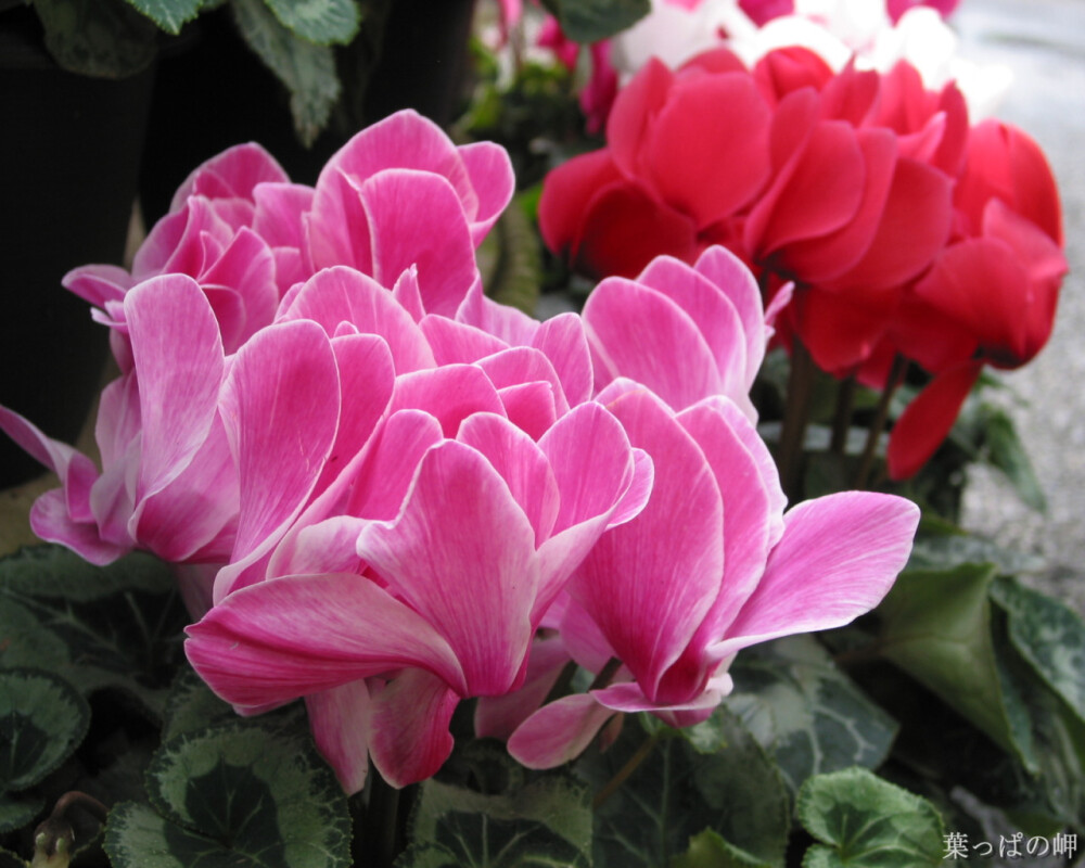 仙客来(学名:cyclamen persicum,别名萝卜海棠,兔耳