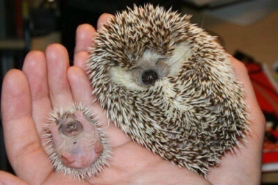 刺猬宝宝长的是这样.baby hedgehog