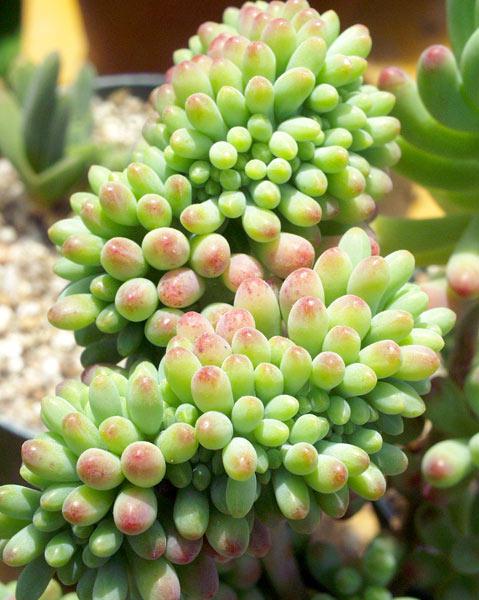 八千代sedum Pachyphyllum 又名乙女 心 是日文 少女心 的意思 是景天科景天属的多肉植物 对初养多肉植物的爱好者来讲 可不要将其与景天科青锁龙属的星乙女弄混淆了 堆糖 美图壁纸兴趣社区