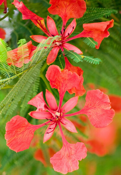 凤凰花 五月开花至夏末,花五瓣,花大美丽,呈鲜红色带黄晕;花开时满树