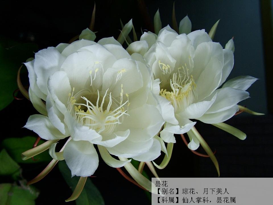 昙花—刹那芳华