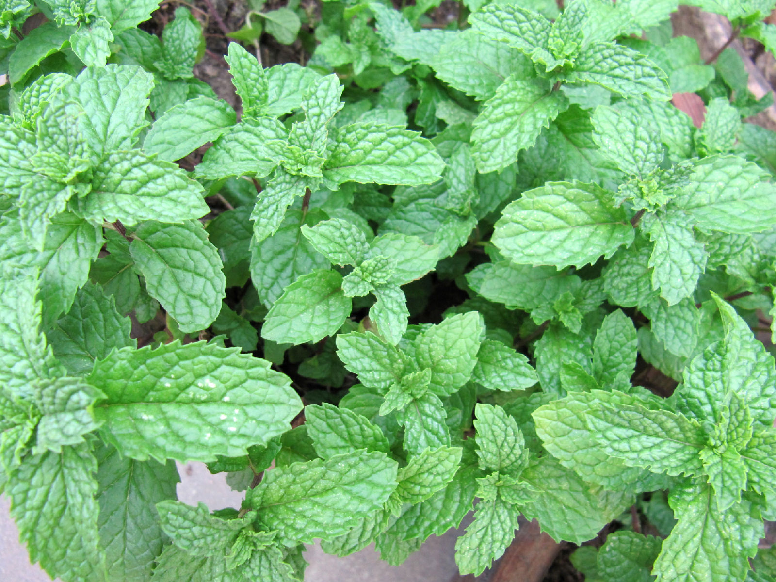 『香草』薄荷 为唇形科植物,多生于山野湿地河旁,根茎横生地下.