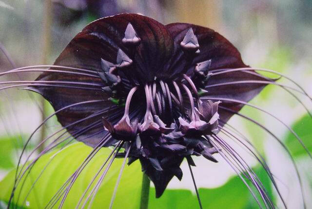 老虎须又名箭根薯(tacca chantrieri andre,是箭根薯科一种多年生