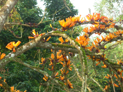 低山丛林中,花期3-5月,短总状花序着生于老茎或侧枝上,花冠橙黄色至金