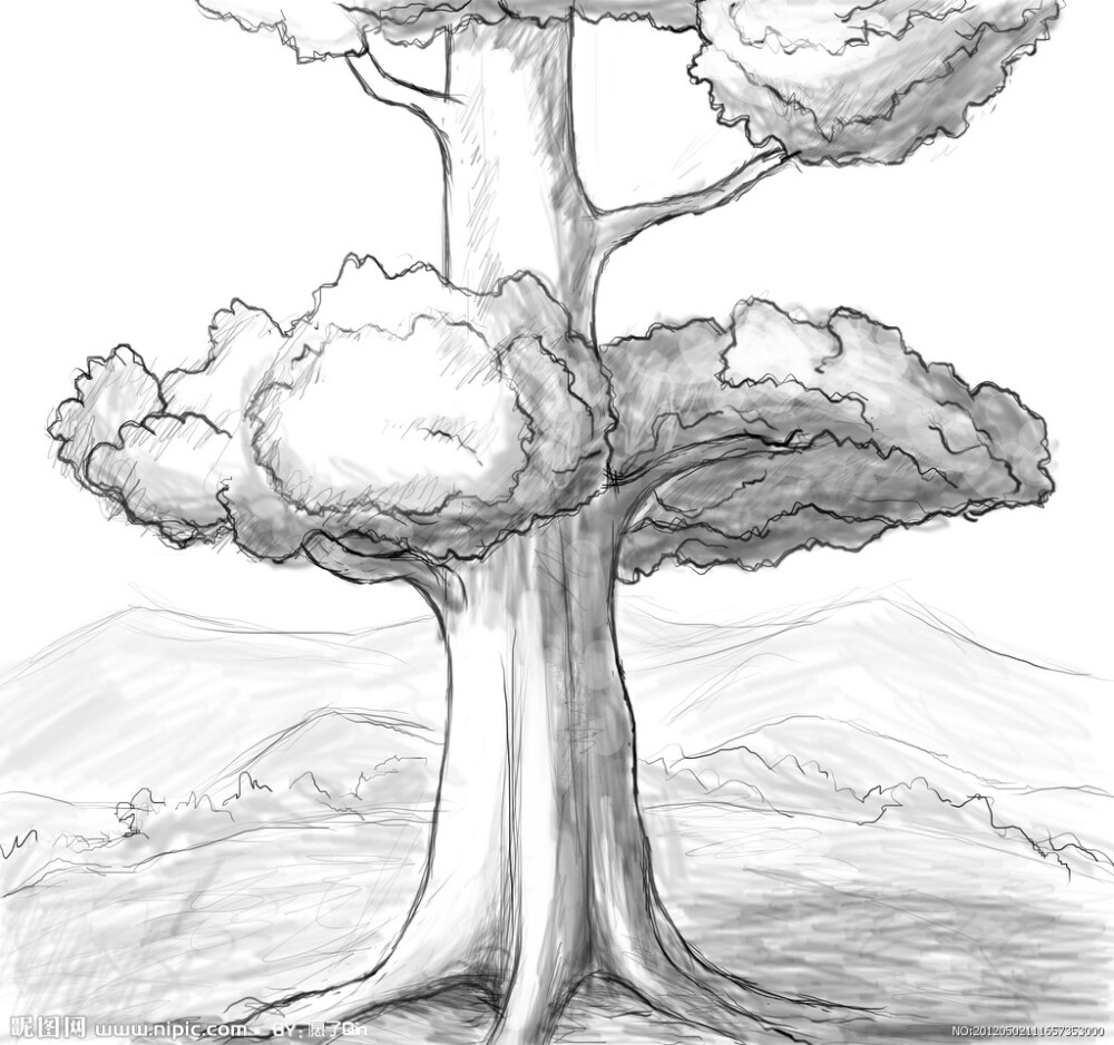 大树素描