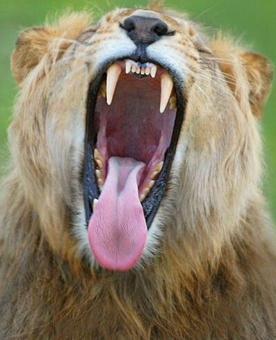 赞比亚柳瓦平原国家公园一头年幼的雄狮,张开大嘴,露出锋利的尖牙.