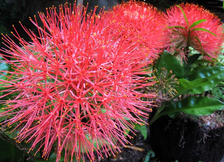 火球花