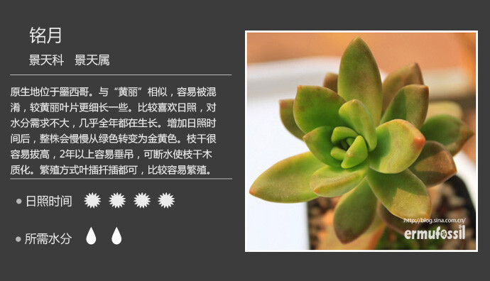 常见多肉植物图鉴 铭月 堆糖 美图壁纸兴趣社区