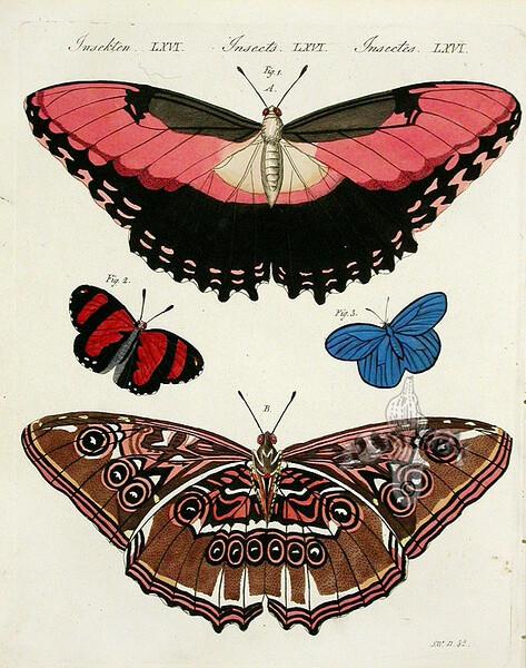 papilio hecuba