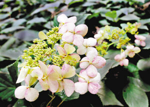 东陵八仙花(虎耳草科),落叶灌木,为天津地区珍稀树种.