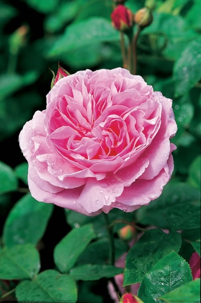 玛丽罗斯 mary rose (ausmary)