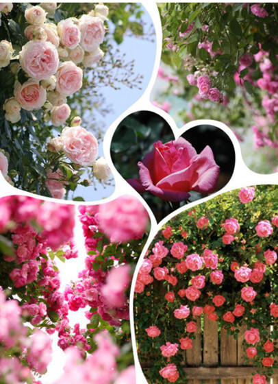 蔷薇 学名rosa Multiflora 蔷薇科一种蔓 堆糖 美图壁纸兴趣社区