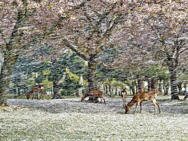 樱花雪中的鹿:日本奈良公园,一阵大风袭来,樱花漫天飘落,在日本这被