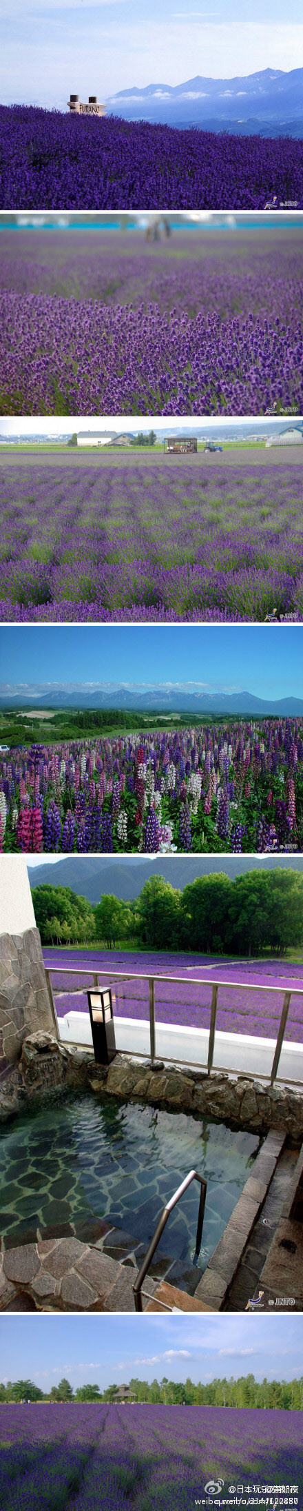 北海道的紫色夏天 富良野地区是著名的观赏薰衣草的名地除此之外 富良野北部的美瑛町也不可错过 不光有漫山遍野的紫色熏衣草 各色彩色花田 拼接成的 拼布之路 美不胜收 最好观赏季节是夏季7月中旬到8月上旬 好美 堆糖 美图壁纸兴趣社区