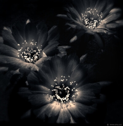 黑色罂粟,如有毒的爱情,一旦陷入,无法自拔
