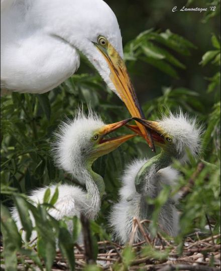 大白鹭 学名 Egretta Alba 英文名 Great Egret 网络图片 堆糖 美图壁纸兴趣社区