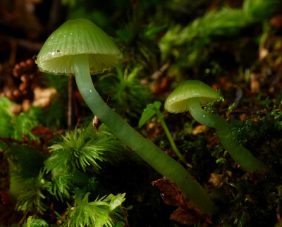 绿蘑菇