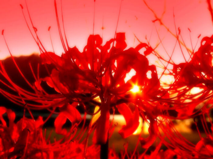 曼珠沙华(lycoris radiata),又名红花石蒜,是石蒜的一种,为血红色的