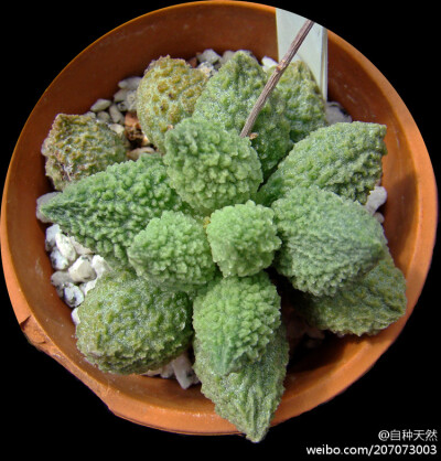 景天科天章属多肉植物太平乐,别名:朱唇石,苦瓜,学名:adromischus her