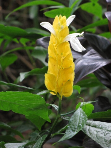 金苞花又称黄虾花,珊瑚爵床,金包银,金苞虾衣花.