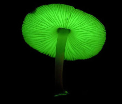 日本森林中的绿色荧光蘑菇 在日本的雨季,每到梅雨季节,就会有大量