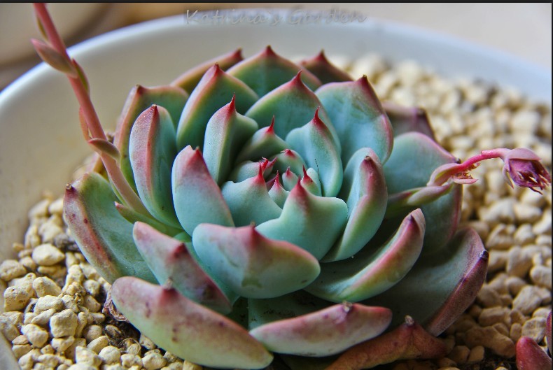 外形特征:小巧精致的多肉植物,形状酷似一朵盛开的莲花.