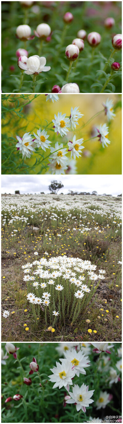 银瀑'纸鳞托菊,学名:rhodanthe anthemoides'paper cascade}