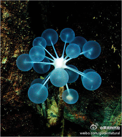 这个小东西,叫乒乓球树海绵(chondrocladia lampadiglobus),没错,这