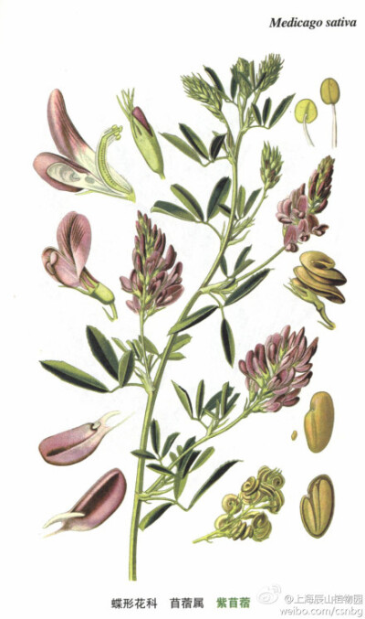 紫苜蓿(medicago sativa),豆科,苜蓿属,多年生草本植物.