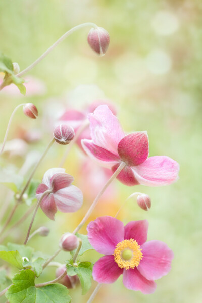 摄影师mandy disher深爱大自然,他说:"花朵就是我的生命,那些不同的