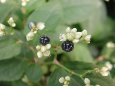 火炭母(polygonumchinensis) 别名: 翅地利,火炭星,白饭草,白饭藤,清