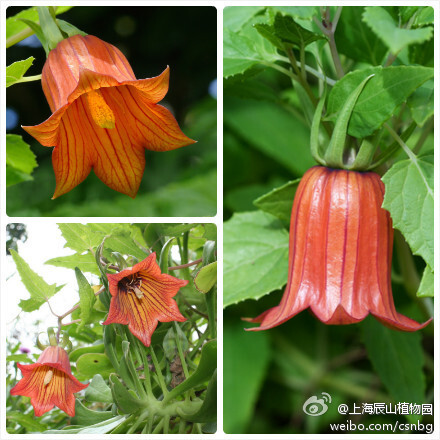 加拿利参 Canarina Canariensis 桔梗科加拿利参属 又名加拿利风铃花 金色风铃花 英名canary Island Bellflower或canary Bellflower 为桔梗科少有的藤本植物 原产加拿利岛 为该岛特有物种 堆糖 美图壁纸兴趣社区