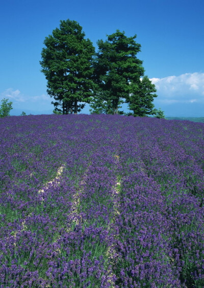 花田,花田,花卉,风景