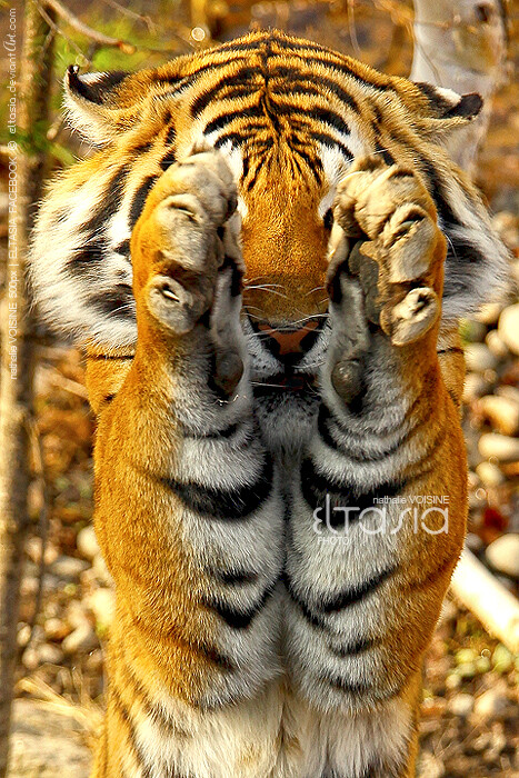 动物世界都是在骗小孩的,真实的老虎就素这么萌!