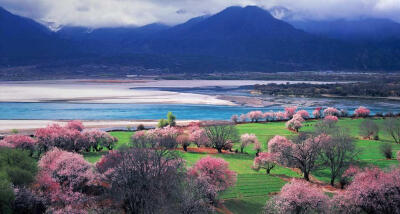 西藏林芝风景如画的花谷