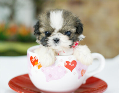 茶杯犬.