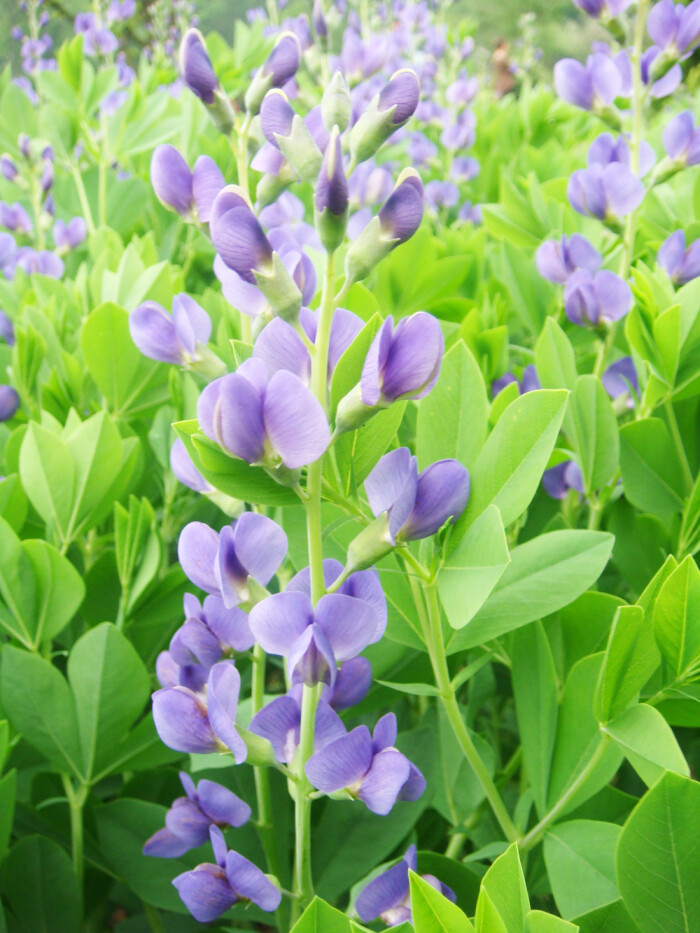 澳洲蓝豆,豆科宿根花卉植物.