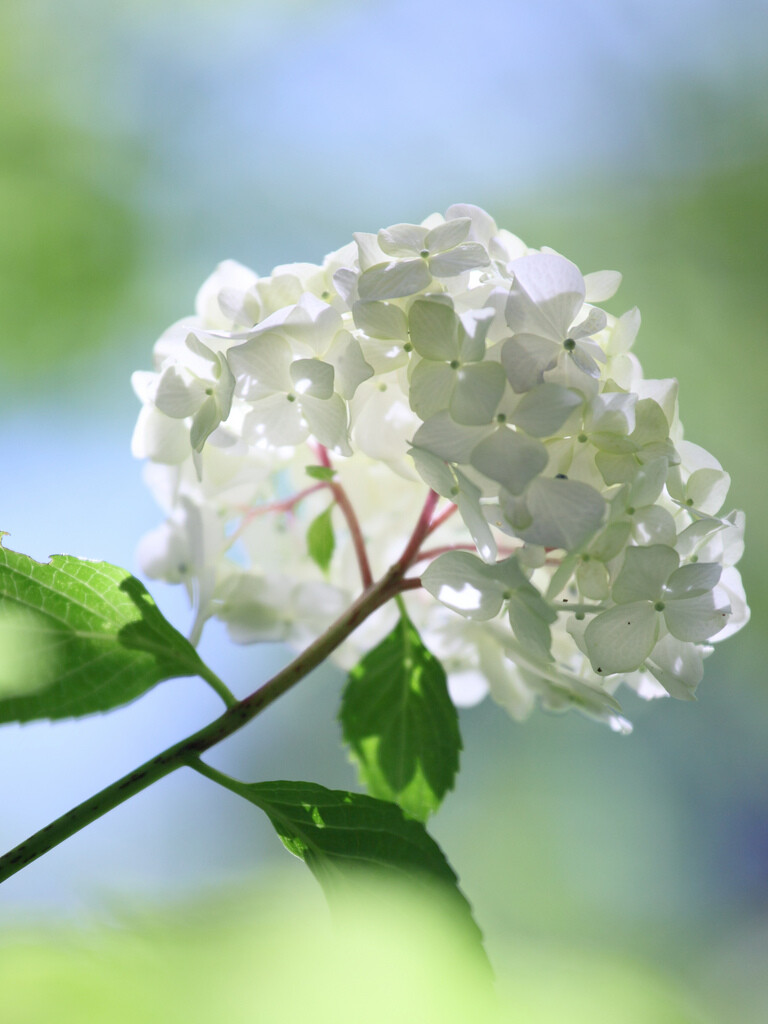 Hydrangea 绣球花 八仙花 紫阳花 White 堆糖 美图壁纸兴趣社区