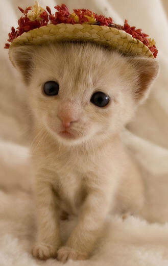 萌萌小猫咪