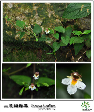 二花蝴蝶草(torenia biniflora)玄参科蝴蝶草属.