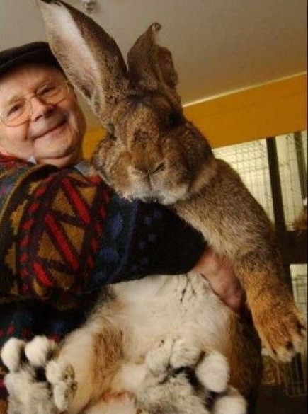 巨型兔子,这是吃啥长大的?