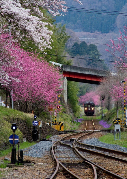 铁路-火车-樱花盛放